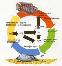 Круговорот органических веществ в аквариуме