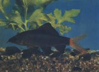 Лабео двухцветный