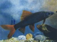 Лабео зеленый