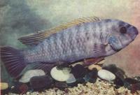 Лабеотрофеус тревавас