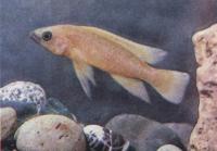 Лампрологус апельсиновый