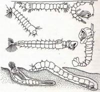 Личинки комара — Chironomus chironomus