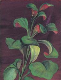 Лобелия кровяно-красная