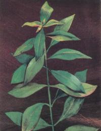 Людвигия болотная