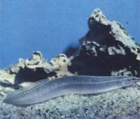 Макрогнатус сиамский