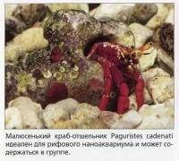Малюсенький краб-отшельник Paguristes cadenati
