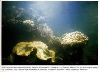 Массовое икрометание кораллов и ракушек вредно для аквариума