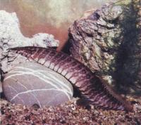 Мастацембелус таиландский