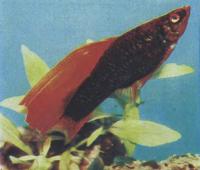 Меченосец флаговый