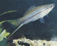 Меченосец зеленый