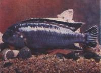 Меланохромис Йоханна