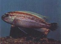 Меланохромис золотистый