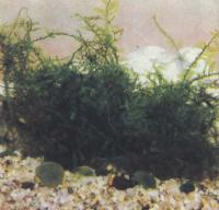 Мох яванский