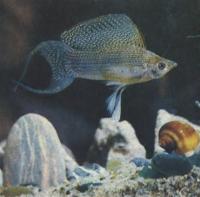 Моллинезия парусная