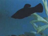 Моллинезия сфенопс