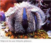 Морской ёж-шар (Mespilia globulus)