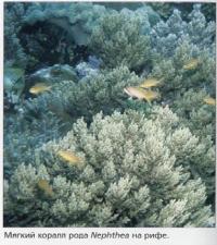 Мягкий коралл рода Nephthea