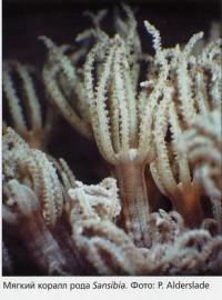 Мягкий коралл рода Sansibia
