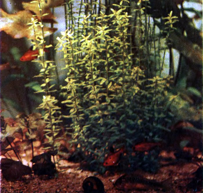 На дне аквариума