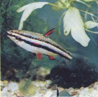 Нанностомус арипирангский