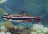 Нанностомус маргинатус