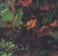 Нимфея красная