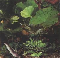 Нимфея пестрая