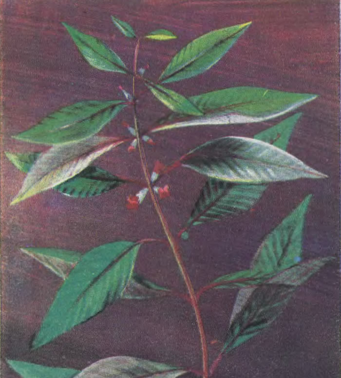 Номафила прямая