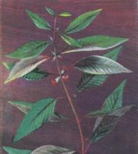 Номафила прямая