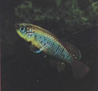 Нотобранхиус Гюнтера