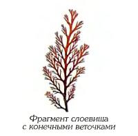 Одонталия щетинковидная (фрагмент)