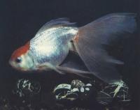 Оранда «красная шапочка»