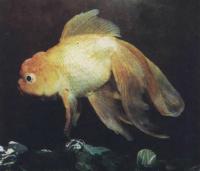 Оранда «шиньон»