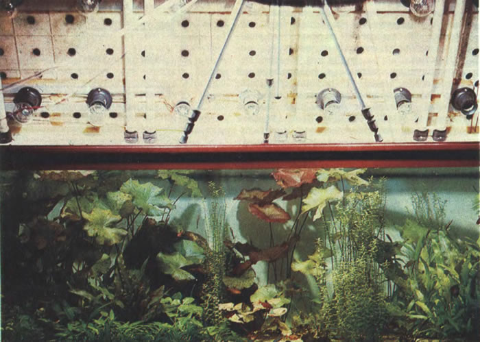 Освещение аквариума. Вид аквариума с поднятой крышкой