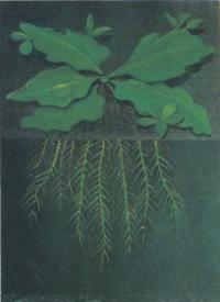 Папоротник капустовидный