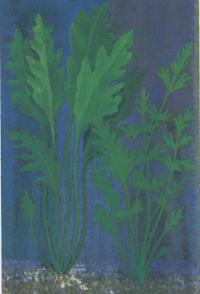 Папоротник водный мелкоиссеченный