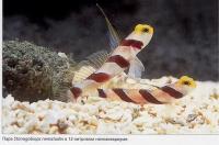 Пара Stonogobiops nematodes в 12-ти литровом аквариуме