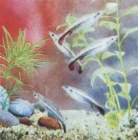 Пецилобрикон