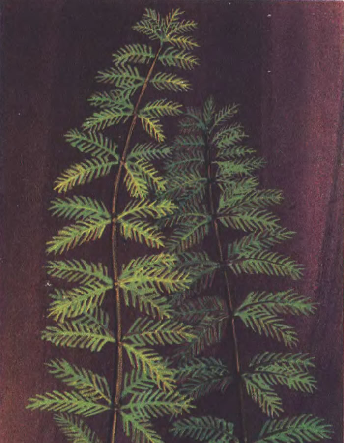 Перистолистник бразильский