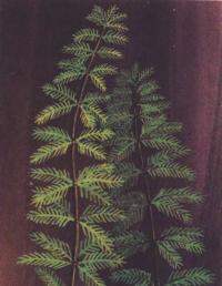 Перистолистник бразильский