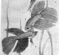 Петушки (бойцовские рыбки) самцы