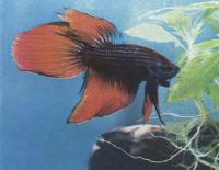 Петушок, или бойцовая рыбка