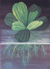 Пистия слоистая, водный салат