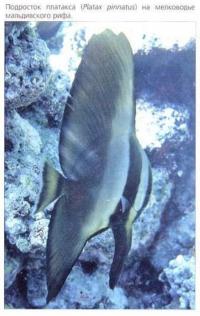 Платакс (Platax pinnatus) в мальдивском рифе