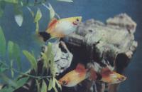 Платипецилин «медвежьи ушки»