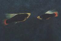 Платипецилин