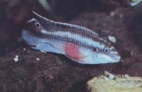 Попугайчик