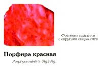 Порфира красная (фрагмент)