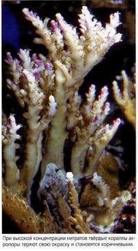 Потемнение кораллов от высокой концентрации нитратов