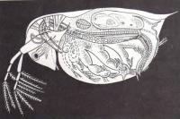 Представитель ветвистоусых рачков — Daphnia pulex, или дафния